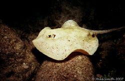 Yellow spotted stingray. Nikonos V, 15mm lens, SB-105. Ni... by Mike Smith 